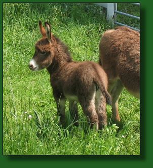 The Elms Spice is Nice